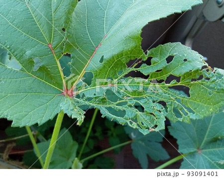オクラの葉が虫食いでボロボロ 93091401