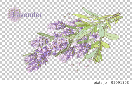 薰衣草、插圖素材、精油和香氣 薰衣草、插圖素材、精油和香氣 93091598
