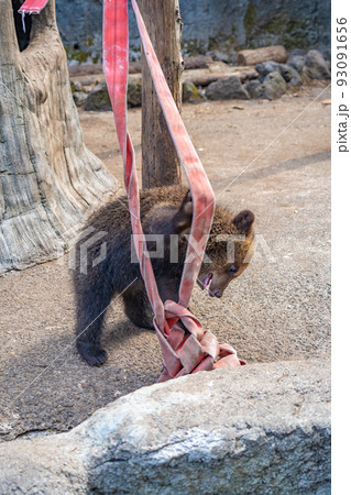 遊ぶ子熊(北海道登別市のぼりべつクマ牧場) 遊ぶ子熊(北海道登別市のぼりべつクマ牧場) 93091656