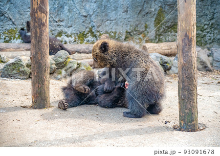 遊ぶ子熊(北海道登別市のぼりべつクマ牧場) 遊ぶ子熊(北海道登別市のぼりべつクマ牧場) 93091678