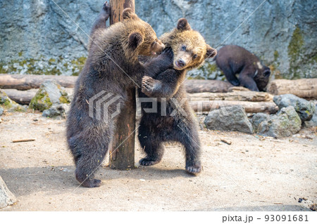 遊ぶ子熊(北海道登別市のぼりべつクマ牧場) 遊ぶ子熊(北海道登別市のぼりべつクマ牧場) 93091681
