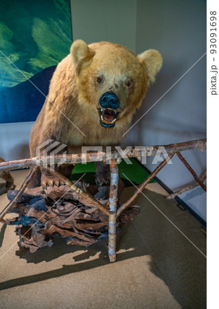 熊（ヒグマ）の剥製 のぼりべつクマ牧場（北海道登別市）の写真素材 [93091698] - PIXTA