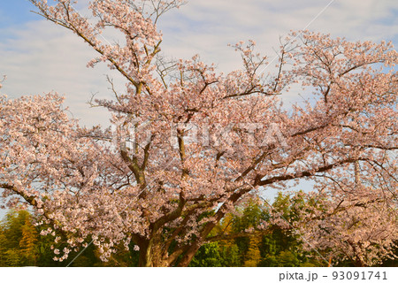 西日に染まって色を増したソメイヨシノの花 岡山県瀬戸内市 西日に染まって色を増したソメイヨシノの花 岡山県瀬戸内市 93091741