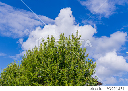 メキシカンハットのような雲を被った公園の木 メキシカンハットのような雲を被った公園の木 93091871