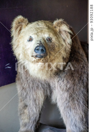 熊（ヒグマ）の剥製 のぼりべつクマ牧場（北海道登別市）の写真素材 [93092188] - PIXTA