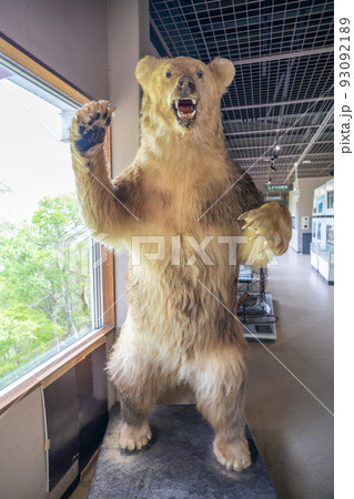 熊（ヒグマ）の剥製 のぼりべつクマ牧場（北海道登別市）の写真素材 [93092189] - PIXTA