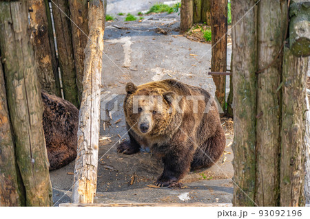 のぼりべつクマ牧場の熊（北海道登別市） 93092196