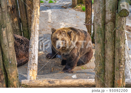のぼりべつクマ牧場の熊（北海道登別市） 93092200