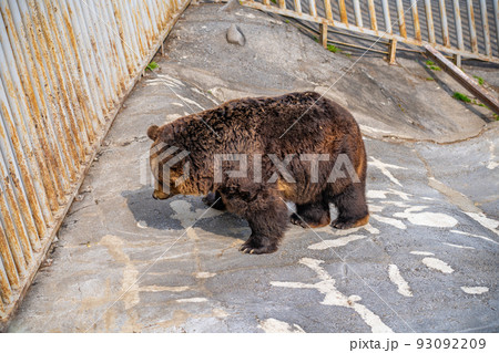 のぼりべつクマ牧場の熊（北海道登別市） 93092209