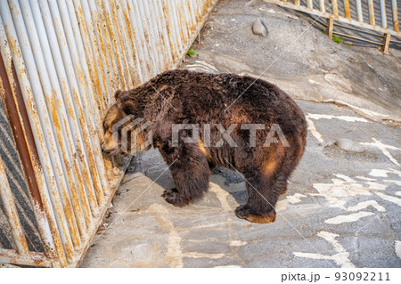 のぼりべつクマ牧場の熊（北海道登別市） 93092211
