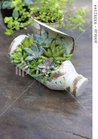 多肉植物の寄せ植え 多肉植物の寄せ植え 93092344