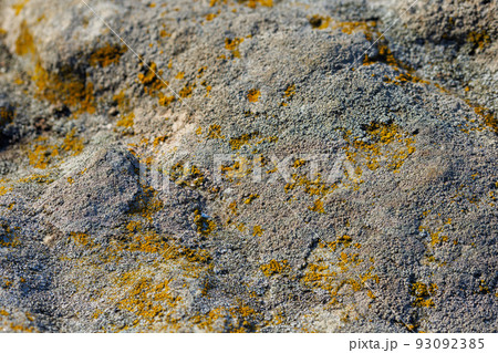 lichen presumably on quartzite sandstone surface under direct sunlight - full-frame texture and background lichen presumably on quartzite sandstone surface under direct sunlight - full-frame texture and background 93092385