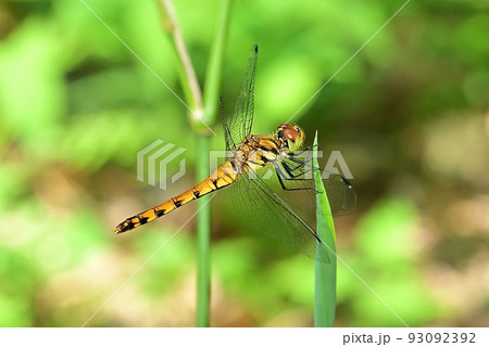 ナツアカネ 93092392