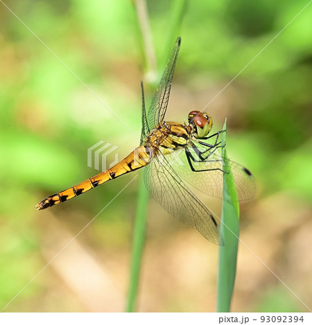 ナツアカネ ナツアカネ 93092394