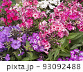 Beautiful flower gentle phlox, opened in the garden.  93092488