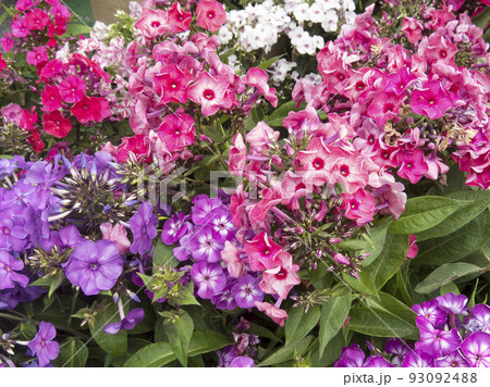 Beautiful flower gentle phlox, opened in the garden. Beautiful flower gentle phlox, opened in the garden. 93092488