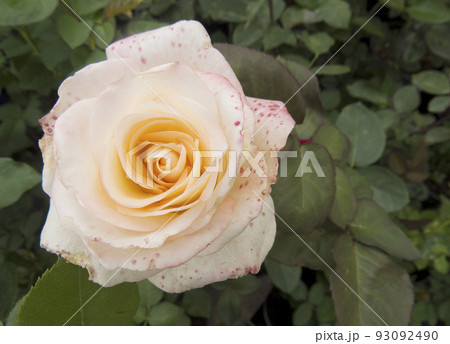 Beautiful flower gentle rose, opened in the garden Beautiful flower gentle rose, opened in the garden 93092490