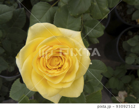 Beautiful flower gentle rose, opened in the garden Beautiful flower gentle rose, opened in the garden 93092512