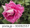 Beautiful flower gentle rose, opened in the garden. 93092557