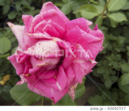 Beautiful flower gentle rose, opened in the garden. Beautiful flower gentle rose, opened in the garden. 93092557