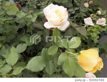 Beautiful flower gentle rose, opened in the garden. Beautiful flower gentle rose, opened in the garden. 93092560