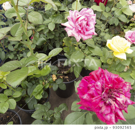 Beautiful flower gentle rose, opened in the garden. Beautiful flower gentle rose, opened in the garden. 93092565