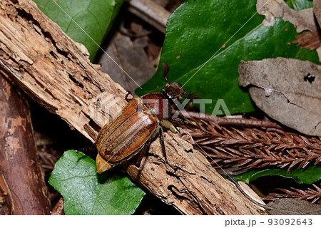 コフキコガネ 93092643