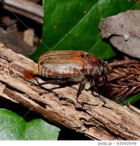 コフキコガネ 93092648