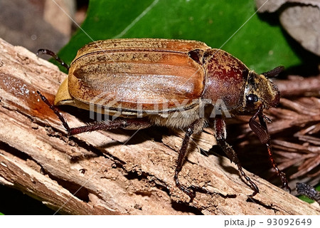 コフキコガネ 93092649