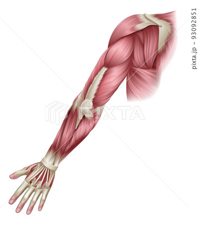 Arm Muscles Human Body Anatomical Illustration 93092851