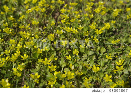 トゲミノキツネノボタン（刺実の狐の牡丹）の小さい花が咲いています。 93092867