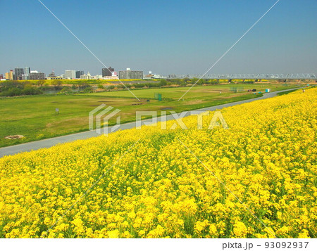 満開の菜の花咲く土手から見る春の江戸川河川敷風景 93092937