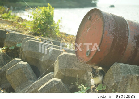 琵琶湖に浮かぶ有人島・沖島に住む子猫 93092938