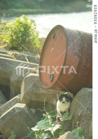 琵琶湖に浮かぶ有人島・沖島に住む子猫 琵琶湖に浮かぶ有人島・沖島に住む子猫 93092939