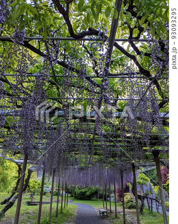 山鹿の藤トンネル 93093295