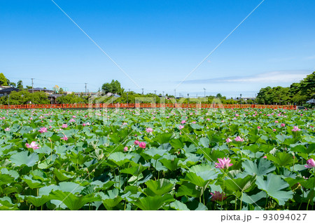 夏の高田城址公園 93094027