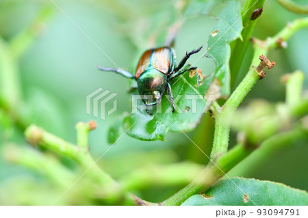 マメコガネ 93094791