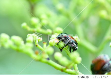 マメコガネ 93094792