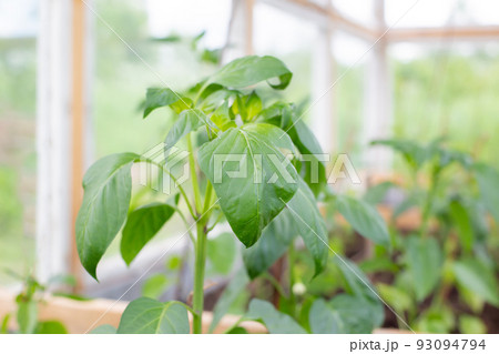 A bush of young bell pepper growing in a greenhouse. A bush of young bell pepper growing in a greenhouse. 93094794