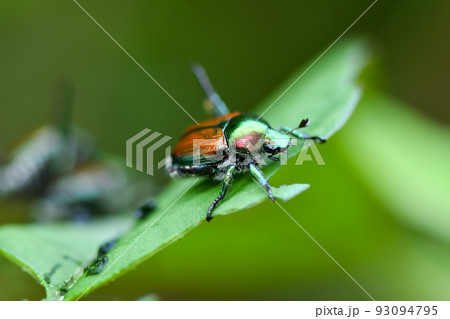 マメコガネ 93094795