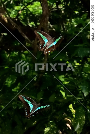 アオスジアゲハ 93095059