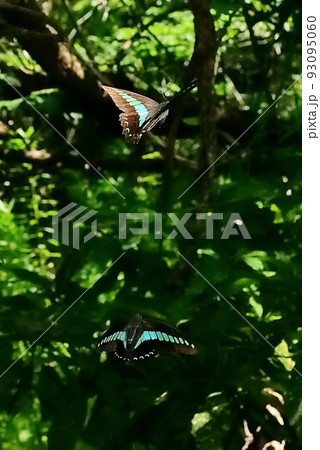アオスジアゲハ 93095060