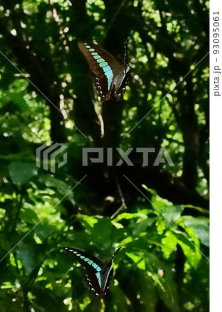 アオスジアゲハ 93095061