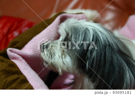 犬 狗 わんこ 93095181