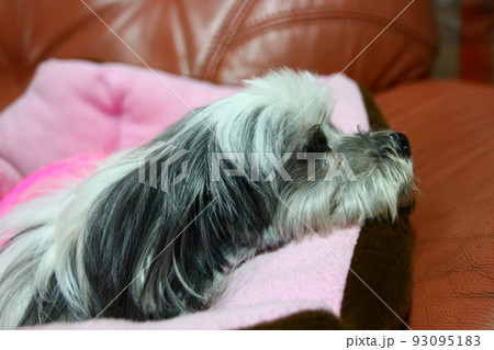 犬 狗 わんこ 93095183