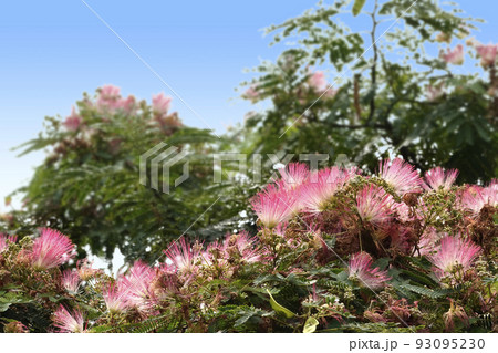 夏に咲くピンク色のネムノキの花 93095230