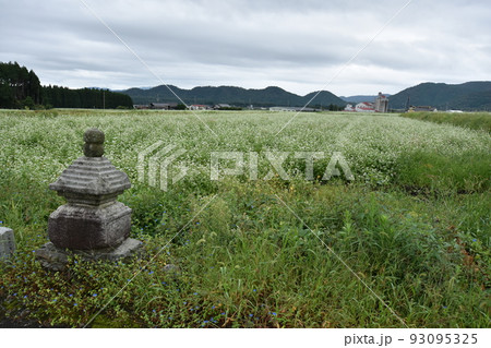 広がる蕎麦畑 93095325