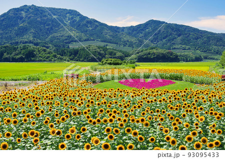 新潟市上堰潟公園のひまわり畑 93095433