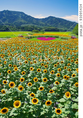 新潟市上堰潟公園のひまわり畑 新潟市上堰潟公園のひまわり畑 93095434