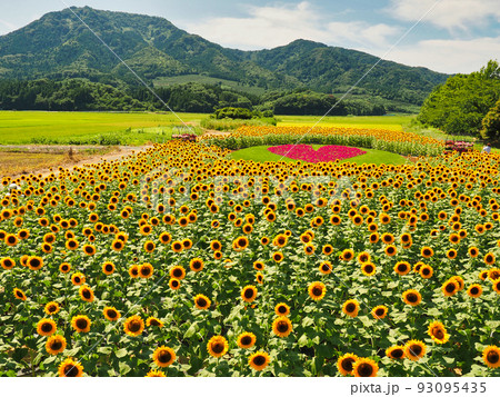 新潟市上堰潟公園のひまわり畑 新潟市上堰潟公園のひまわり畑 93095435